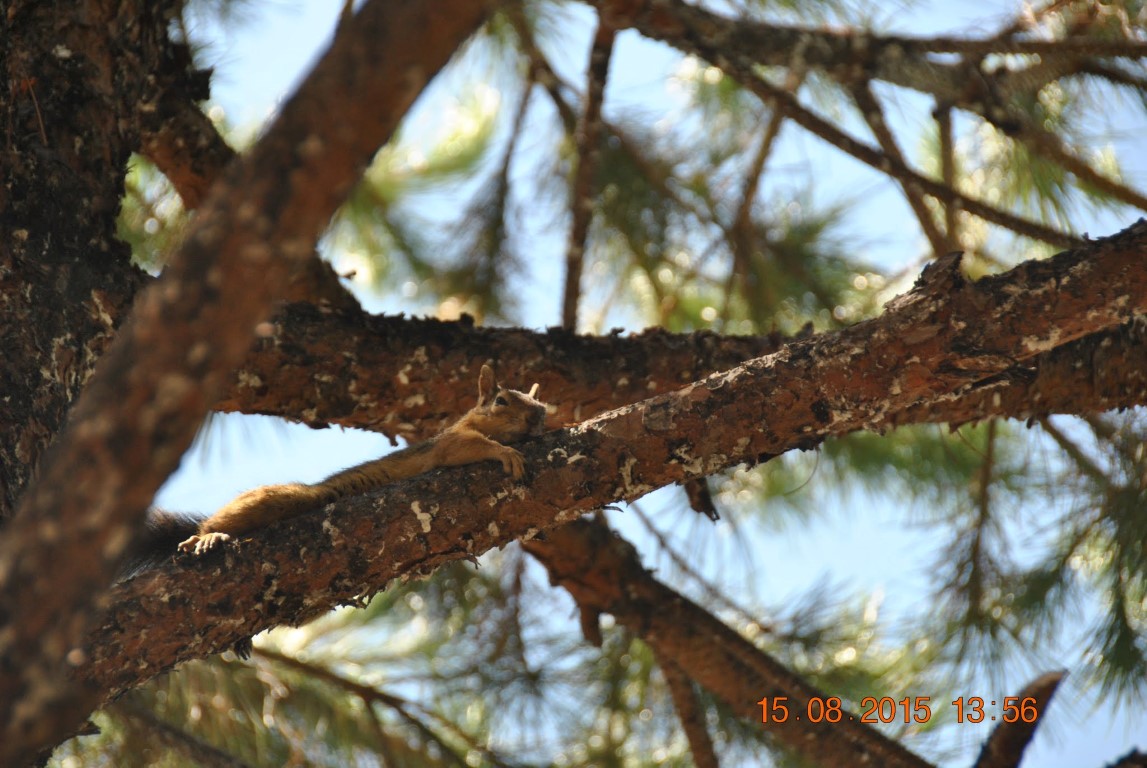 imagini hotel MAJESTY KUSTUR KUSADASI